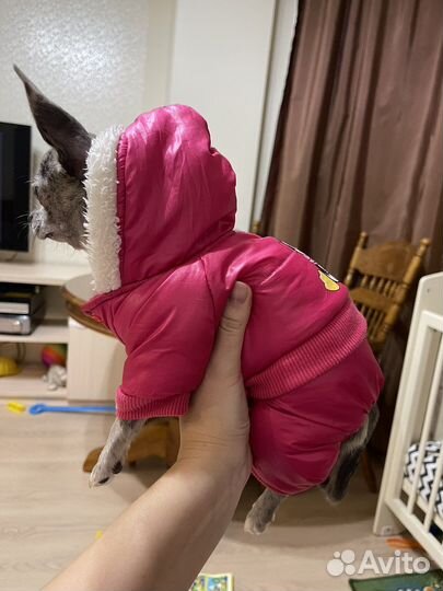 Комбинезон на собаку