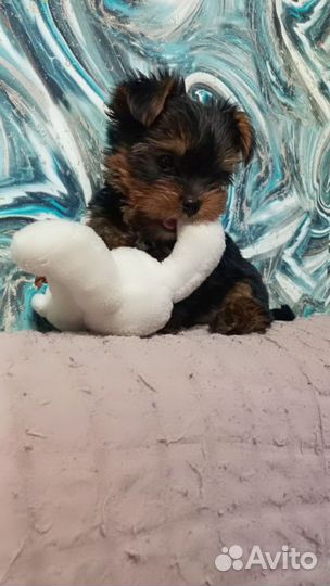 Йоркширский терьер мини беби фейс щенки