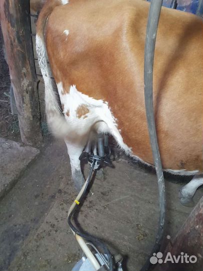 Первотелка