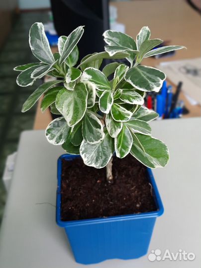 Комнатные цветы