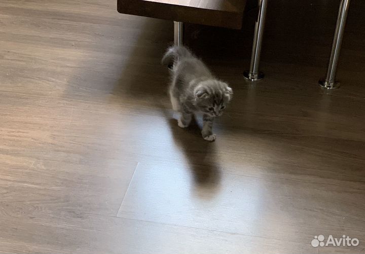 Котята от вислоухой шотландской кошки