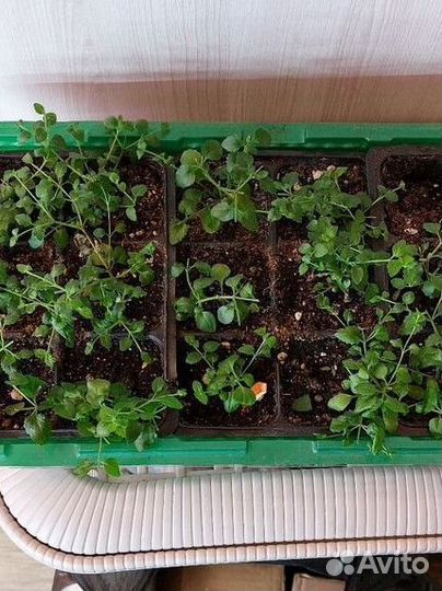 Черенки бакопы