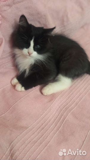 Котята в дар бесплатно