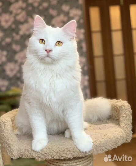 Сибирский кот