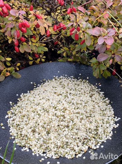 Ядра Конопли за 1кг. урожай 2023 Высший сорт