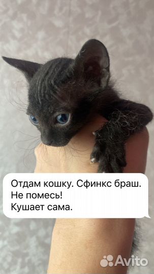 Кошка бесплатно
