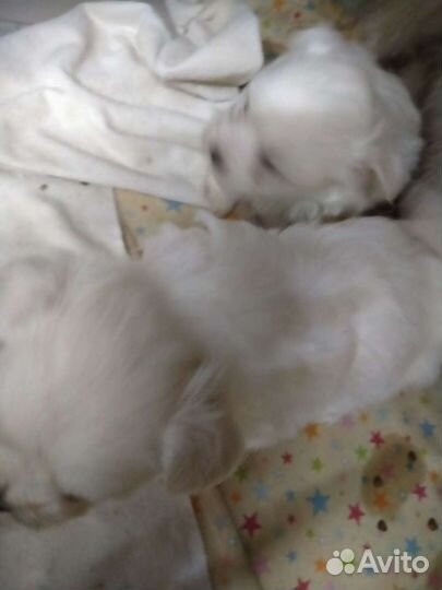 Мальтезе мини