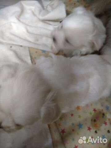 Мальтезе мини