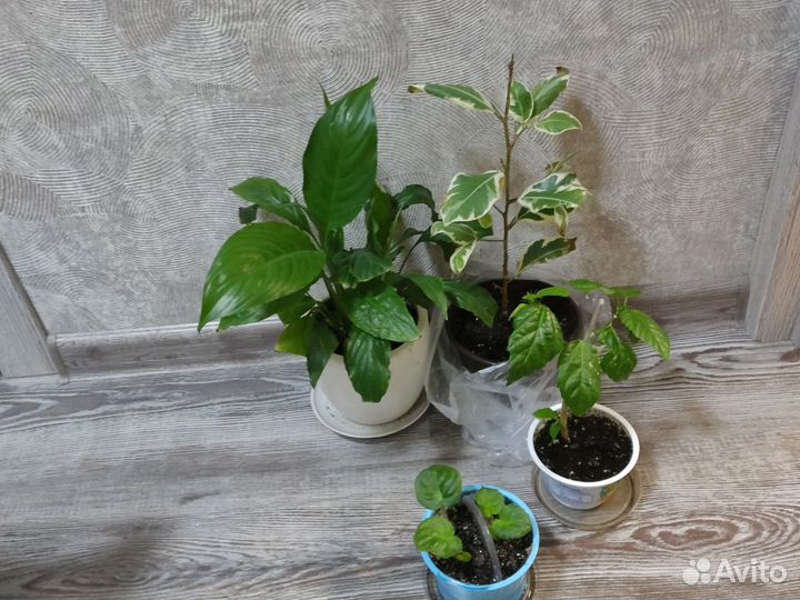 Цветы для дома