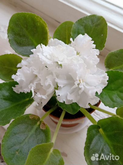 Фиалка белая