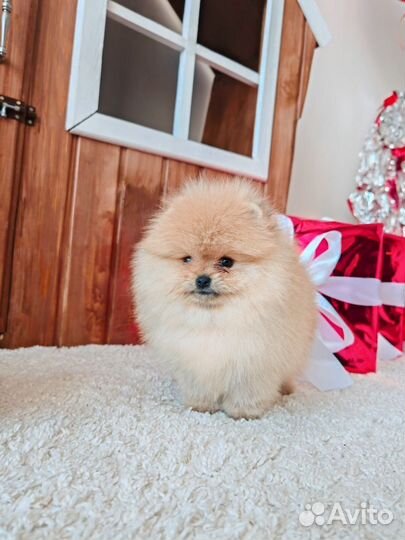 Померанский шпиц люксовая девочка медвежонок