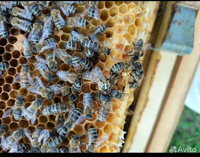 Пчелопакеты. Пчелосемьи. Матка.Порода Карника