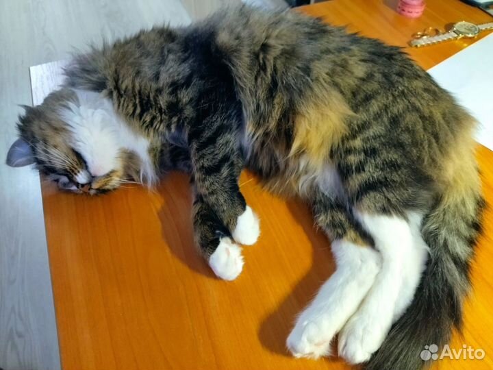 Кошка люся
