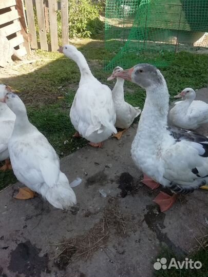 Индоутки и гуси