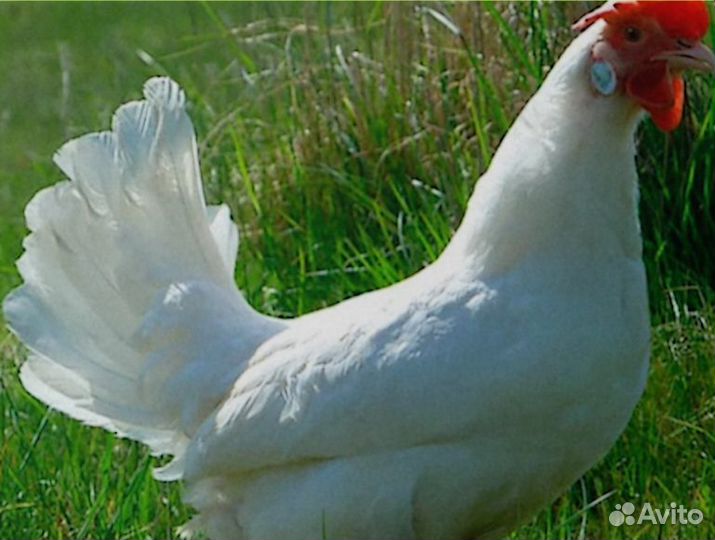 Куры молодки несушки рыжие белые доминанты
