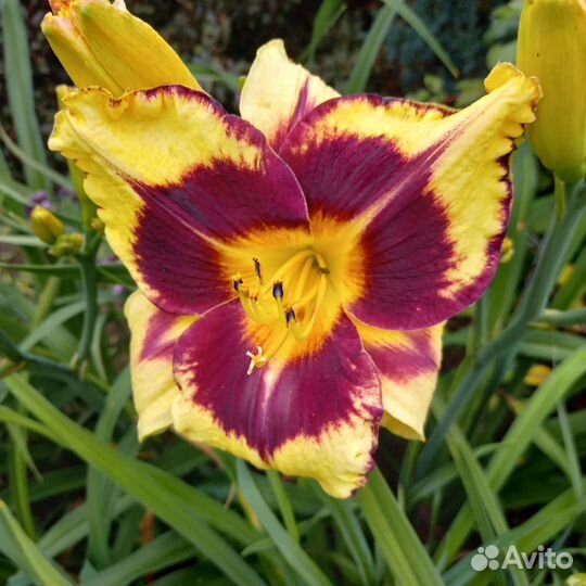 Лилейники сортовые