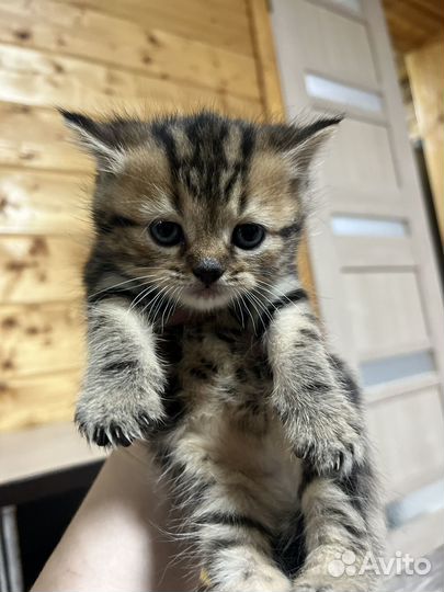 Шотладские котята