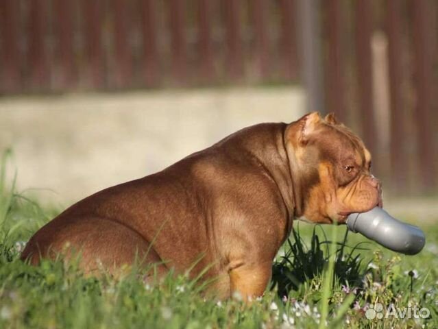 Американский булли