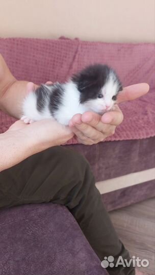 Кошки в добрые руки