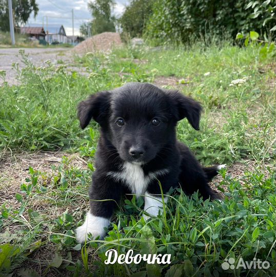 Щенок в добрые руки маленькой собаки