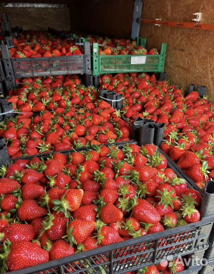 Клубника свежая местная