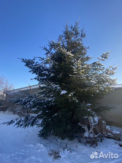 Ель новогодняя живая