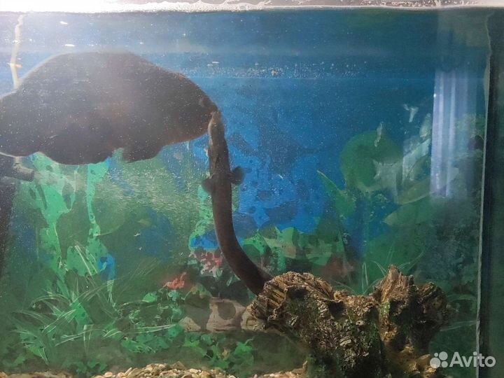 Аквариум