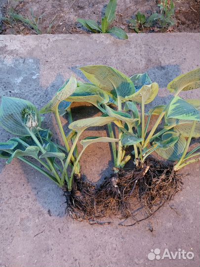 Хоста токудама флавоцирциналис