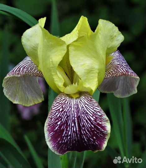 Ирисы - многолетние