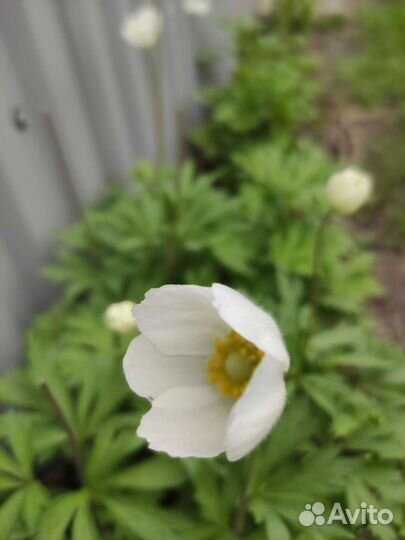 Анемона, ветреница лесная