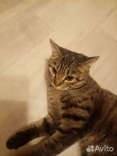 Отдаю кошечку со всем что нужно