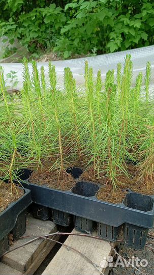 Сеянцы сосны обыкновенной зкс