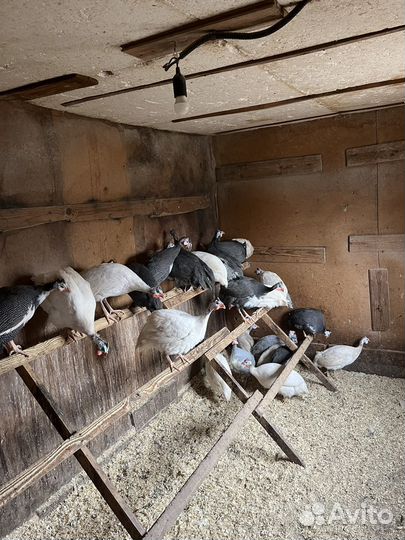 Семья Цесарок