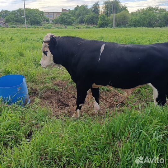 Быки на мясо