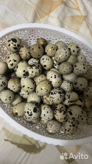 Перепела - яйца