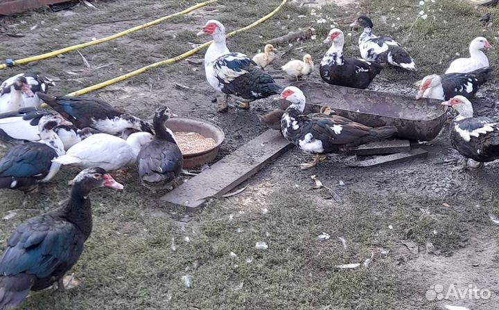 Продам уток