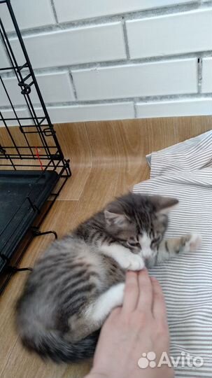 Котенок мальчик ищет дом