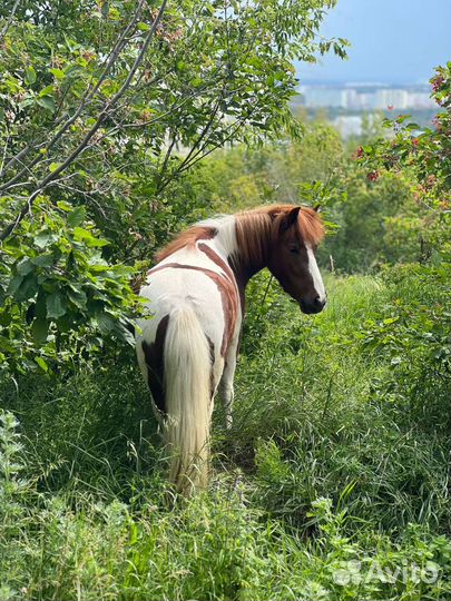 Пони на любые детские праздники
