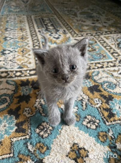 Котята британцы