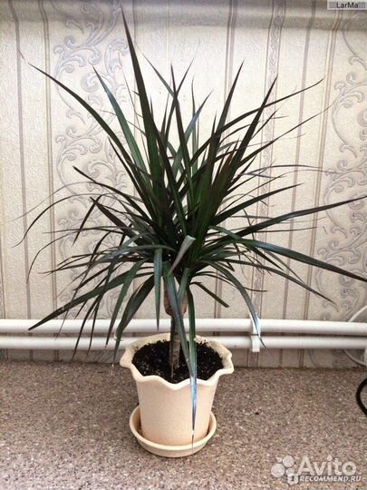 Драцена маргината окаймленная