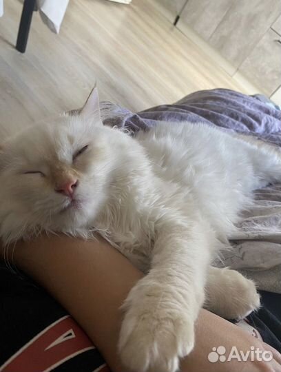 Кошка бесплатно