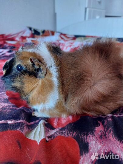 Морские свинки