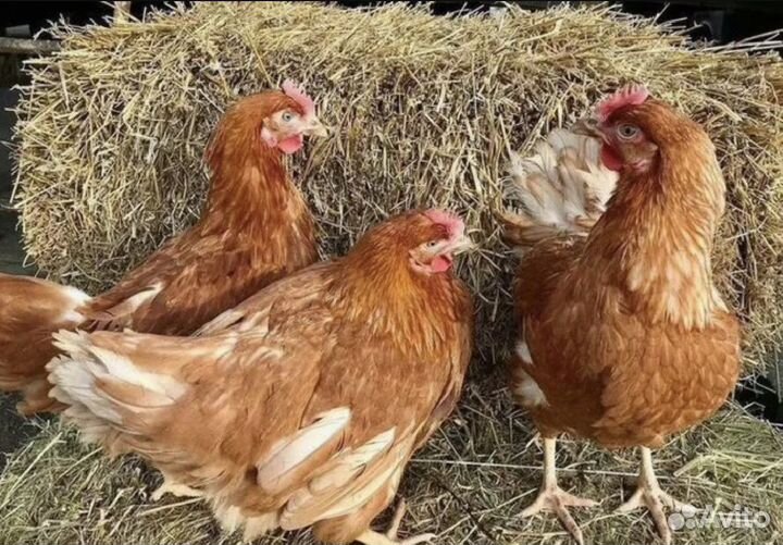 Куры несушки с доставкой