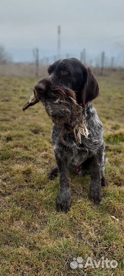 Вязка рабочий Дратхаар