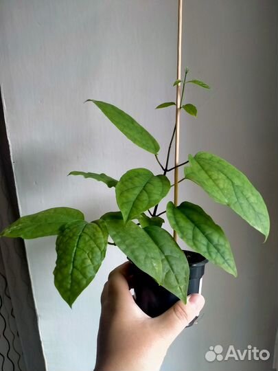 Домашние растения разные