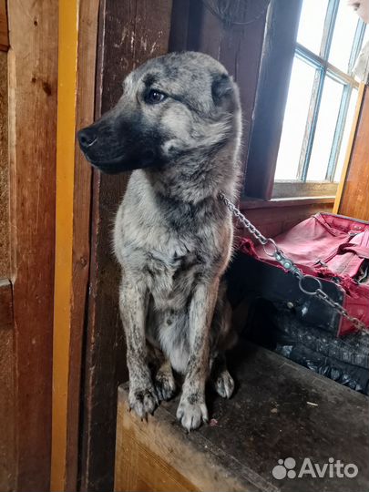 Друг в добрые руки