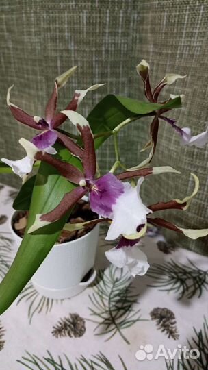 Орхидея камбрия