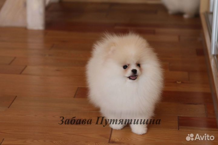 Шпиц шикарный мишка