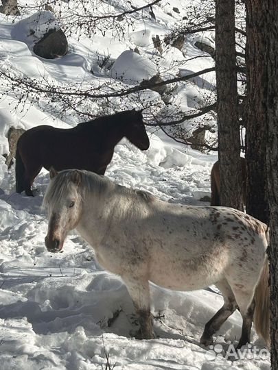 Лошадь жеребец