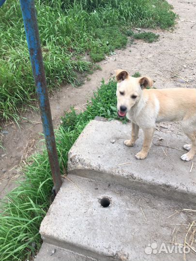 Щенок в добрые руки бесплатно маленькая порода